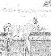 cheval Coloriages À Imprimer